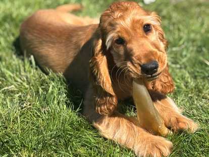 Chiot femelle de type Cocker Anglais à vendre