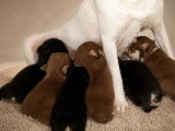 Portée de 6 chiots Chihuahua non LOF de mai 2026 à réserver