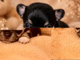 Portée de 6 chiots Chihuahua non LOF de mai 2026 à réserver