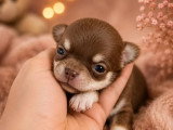 Portée de 6 chiots Chihuahua non LOF de mai 2026 à réserver