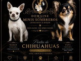Portée de 6 chiots Chihuahua non LOF de mai 2026 à réserver