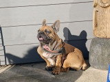 Chienne Bouledogue Français fauve 5 ans à vendre non LOF