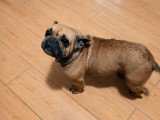Chienne Bouledogue Français fauve 5 ans à vendre non LOF