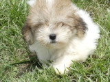 4 chiots Coton de Tuléar de mars 2026 LOF à vendre