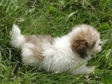4 chiots Coton de Tuléar de mars 2026 LOF à vendre