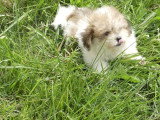 4 chiots Coton de Tuléar de mars 2026 LOF à vendre