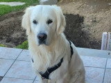 Mâle Golden sable clair blanc disponible pour saillie