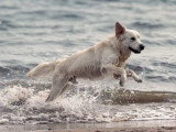 Mâle Golden sable clair blanc disponible pour saillie