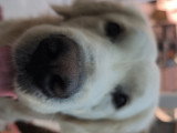 Mâle Golden sable clair blanc disponible pour saillie