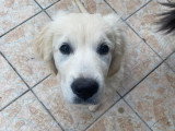 Mâle Golden sable clair blanc disponible pour saillie