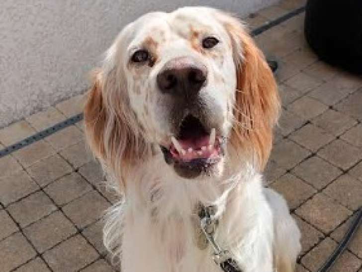 Chien adulte de type Setter Anglais mâle à donner