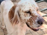 Chien adulte de type Setter Anglais mâle à donner