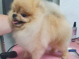 Chiots Poméranien Nain à naître