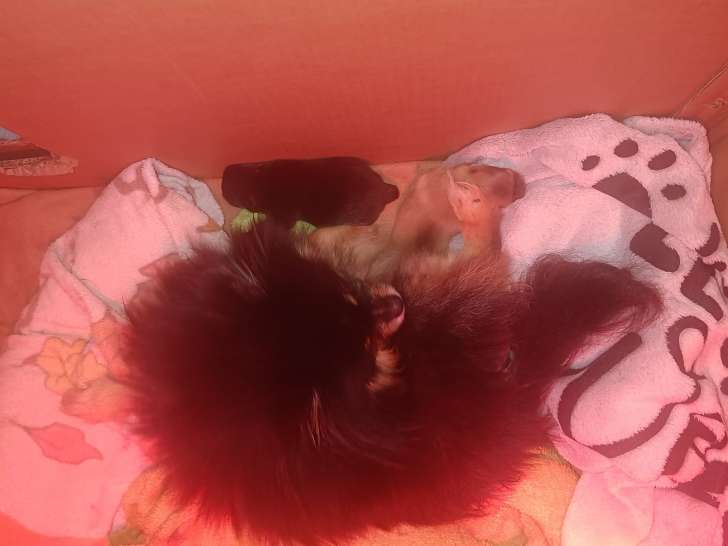 Chiots Poméranien Nain Toys à vendre