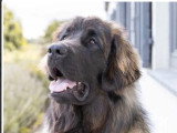 Chien Leonberg adulte à vendre