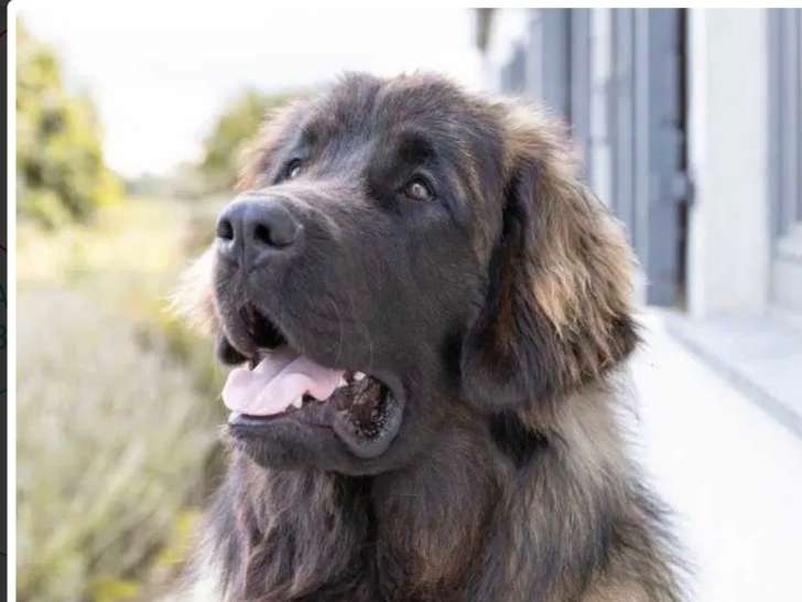 Chien Leonberg adulte à vendre