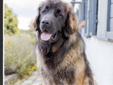 Chien Leonberg adulte à vendre