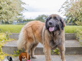 Chienne Leonberg adulte à vendre