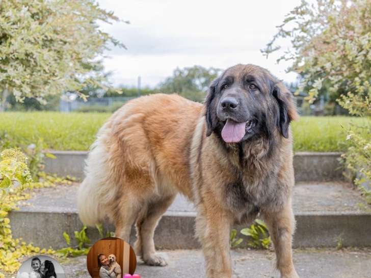 Chienne Leonberg adulte à vendre