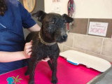 À adopter : chienne au pelage noir de 6 ans