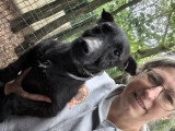 À adopter : chienne au pelage noir de 6 ans