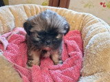 3 chiots Shih Tzu mâles à réserver non LOF nés en mars 2026