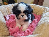 3 chiots Shih Tzu mâles à réserver non LOF nés en mars 2026