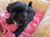 3 chiots Shih Tzu mâles à réserver non LOF nés en mars 2026