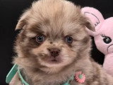 Deux chiots Pomchi merle chocolat non LOF à réserver