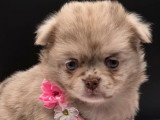 Deux chiots Pomchi merle chocolat non LOF à réserver