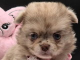 Deux chiots Pomchi merle chocolat non LOF à réserver