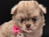 Deux chiots Pomchi merle chocolat non LOF à réserver