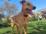 En attente d'un foyer : chienne Berger Créole fauve d'un an