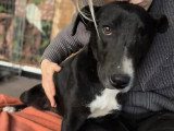 À la recherche d'une famille : chienne Berger Créole noir et blanc d'un an
