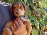 Prêt pour l'adoption : chiot mâle de 2 mois au pelage marron