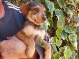 Prêt pour l'adoption : chiot mâle de 2 mois au pelage marron