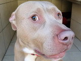 Disponible à l'adoption : chien de 3 ans