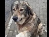 En quête d'un foyer : chienne au pelage gris et blanc de 3 ans