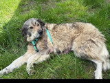 En quête d'un foyer : chienne au pelage gris et blanc de 3 ans