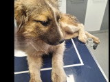 En attente d'adoption : chiot femelle de 4 mois au pelage marron et blanc