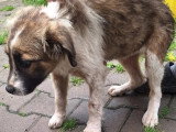 En attente d'adoption : chiot femelle de 4 mois au pelage marron et blanc