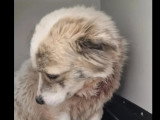À accueillir : chienne grise et blanche d'un an