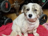 À accueillir : chienne grise et blanche d'un an
