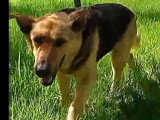 À adopter : chienne au pelage fauve charbonné de 5 ans