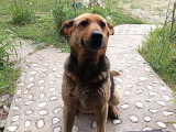 À adopter : chienne au pelage fauve charbonné de 5 ans