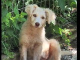 En attente d'un foyer : chiot femelle beige de 2 mois