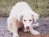 En attente d'un foyer : chiot femelle beige de 2 mois
