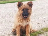En attente d'adoption : chiot femelle de 2 mois au pelage fauve