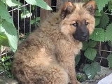 En attente d'adoption : chiot femelle de 2 mois au pelage fauve