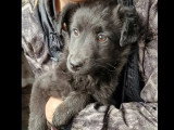 Prête pour l'adoption : chiot femelle noir de 4 mois